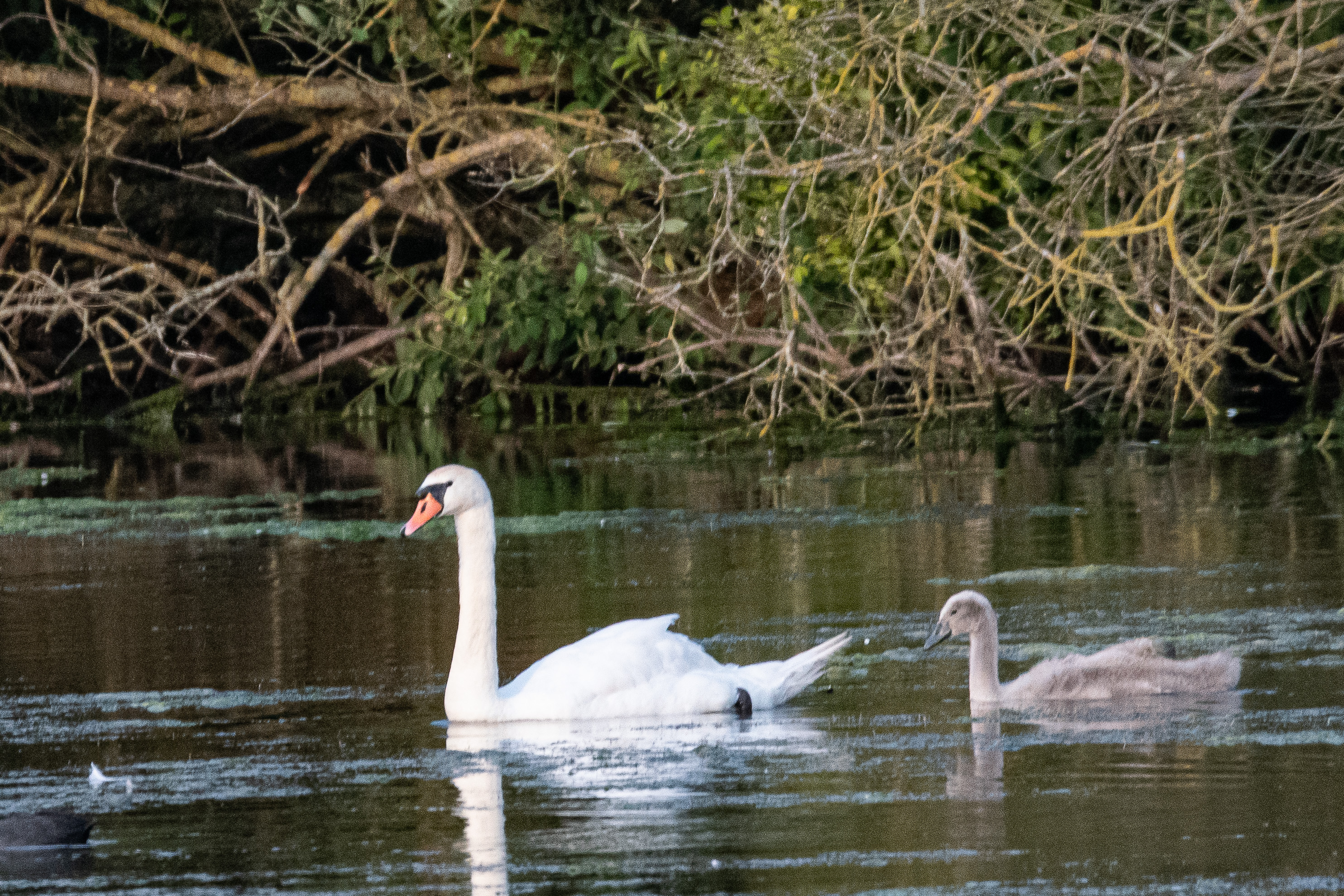Cygnes tuberculés (Mute swan, Cygnus olor), femelle adulte et juvénile de 5 semaines, Dépôt 50 de la réserve Naturelle de Mont-Bernanchon, Hauts de France.